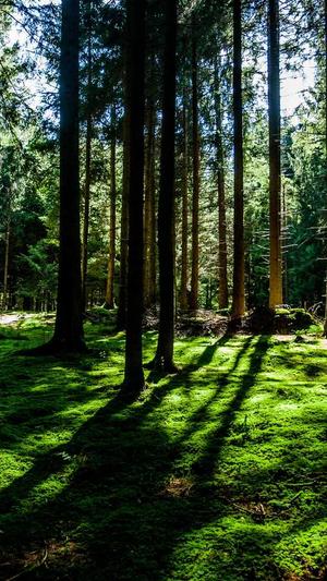 seo常用的google工具截图3