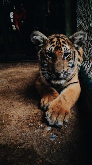 重庆网站建设选圣矢截图3