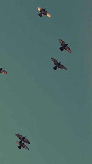 seo提交工具截图1