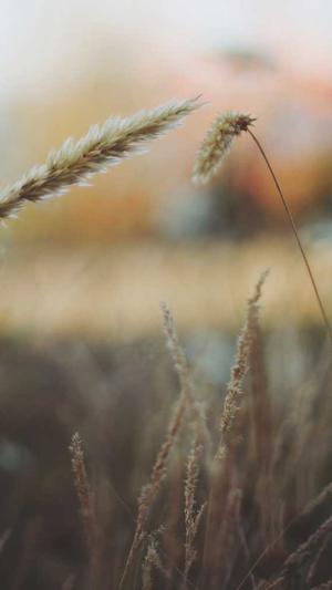 百度蜘蛛池有什么用截图2