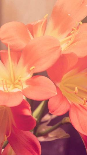 泛目录推送工具截图1