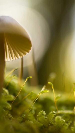 seo产品优化截图3