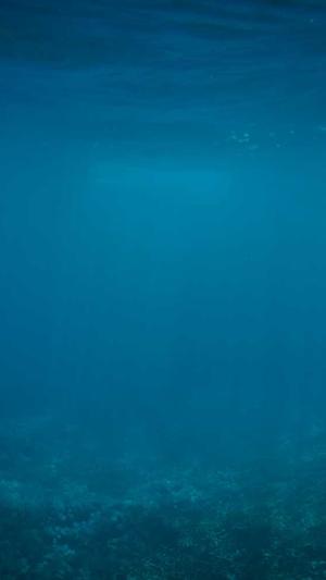 站长SEO工具包截图3