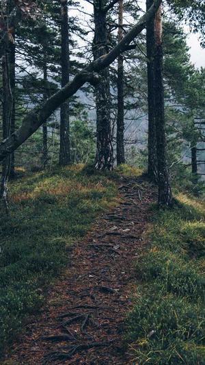 菠菜泛目录截图1