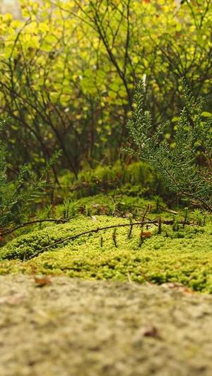 从事网站建设截图4