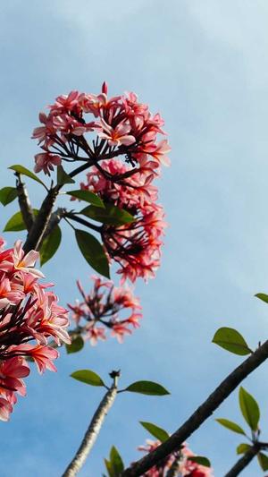 seo站长工具下载截图3