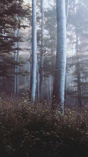 seo博客推广工具截图2